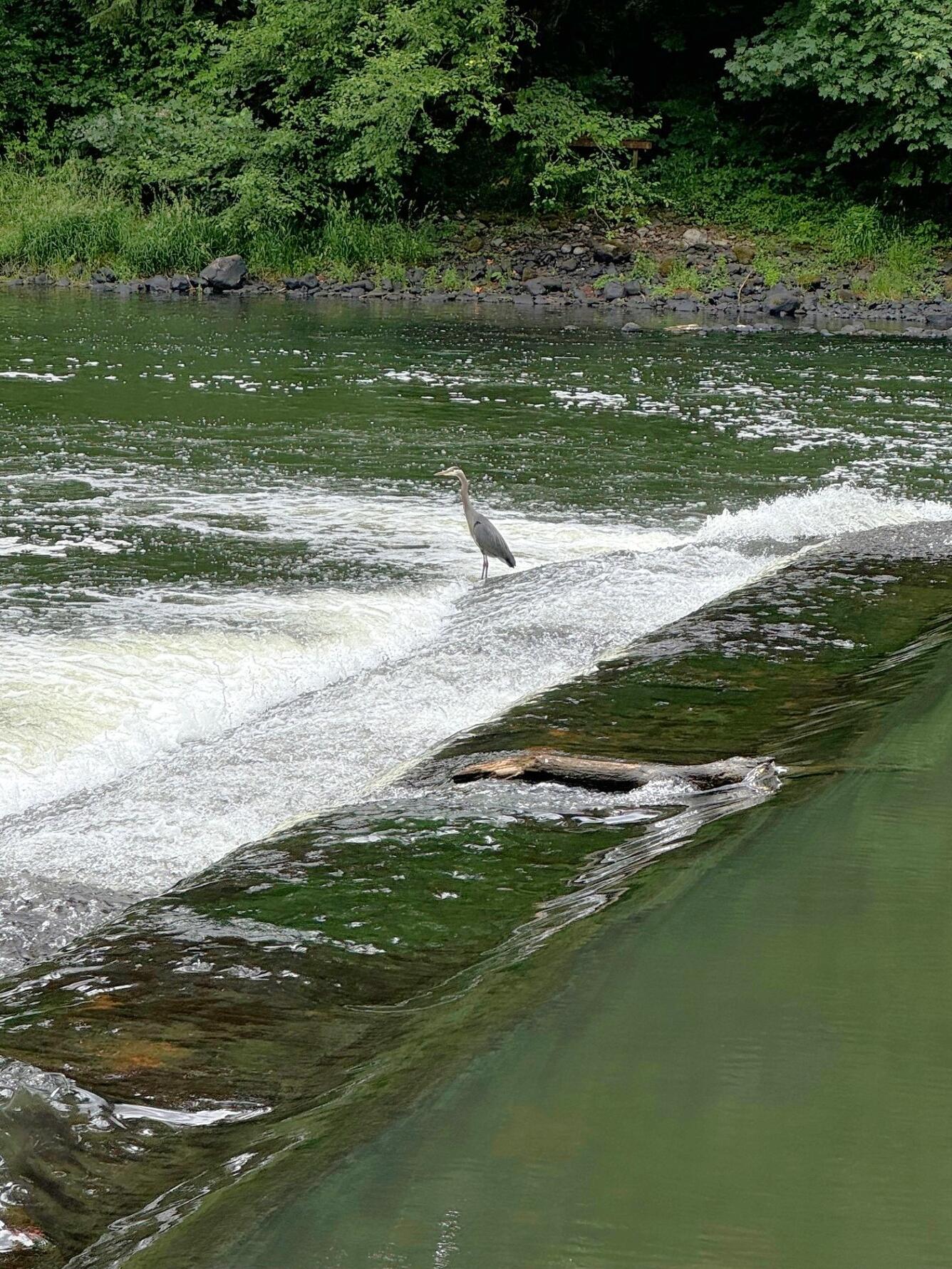 majestic bird stands in the center of shallow cascading white and green river water 