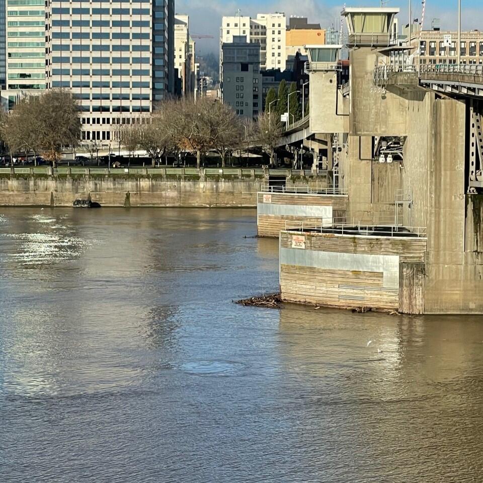Looking across a wide city river. Wooden bridge dolphins on a concrete bridge in the main channel. tall buildings in distance