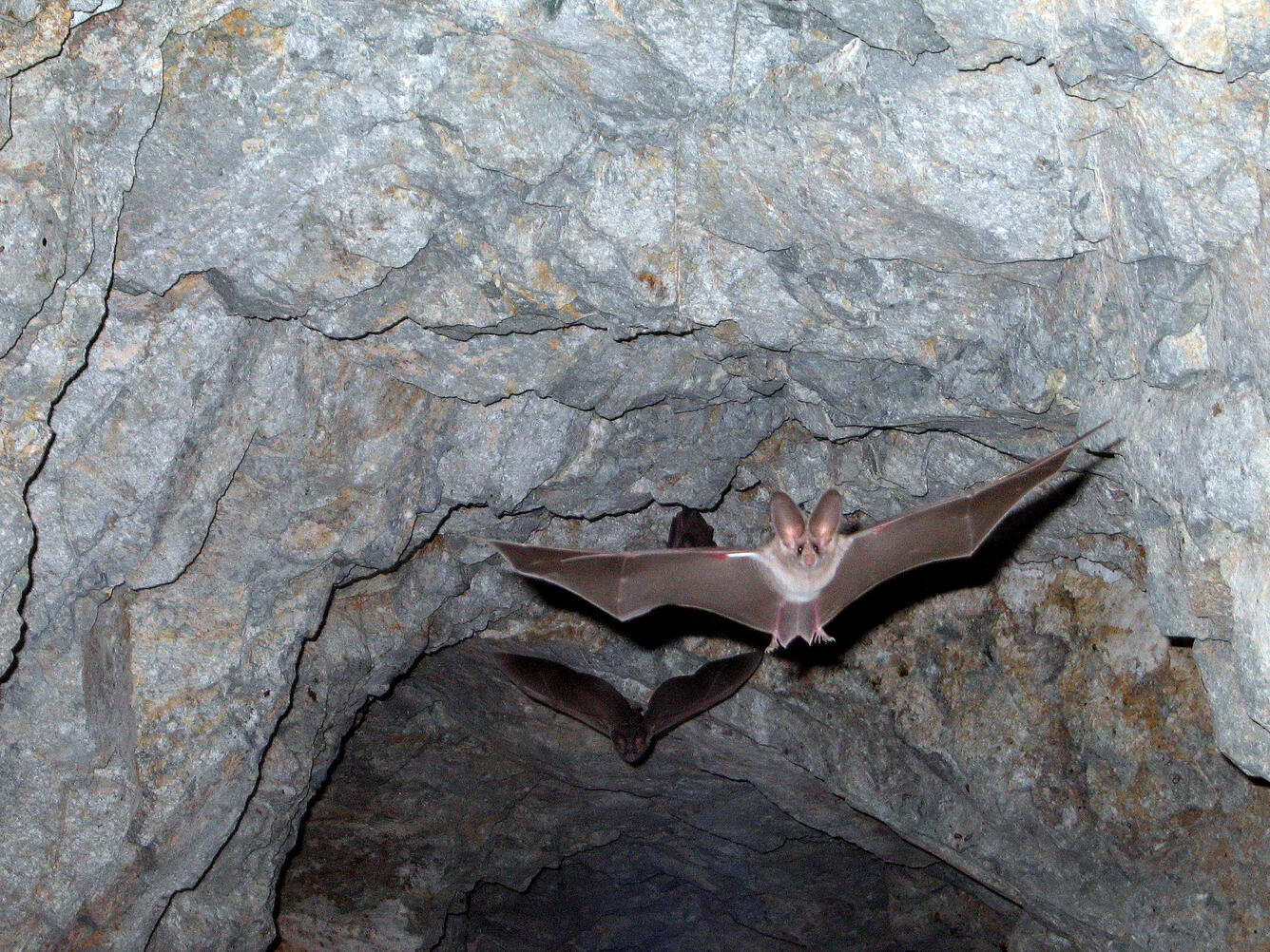 California leaf-nosed bat flying out of a cave