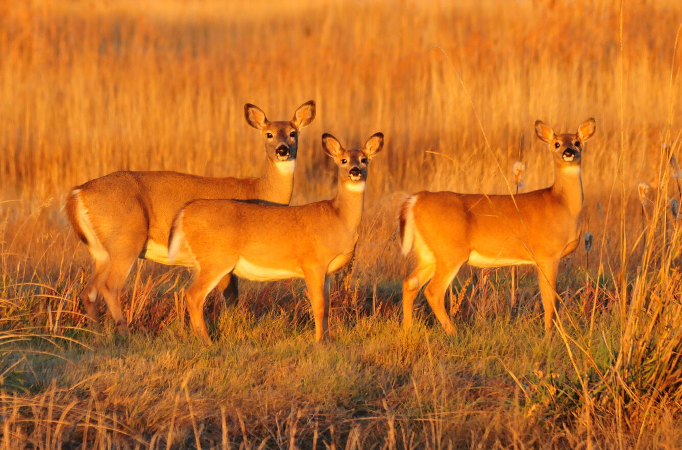 three deer look into the camera, gold lighting, tall grasses behind the deer