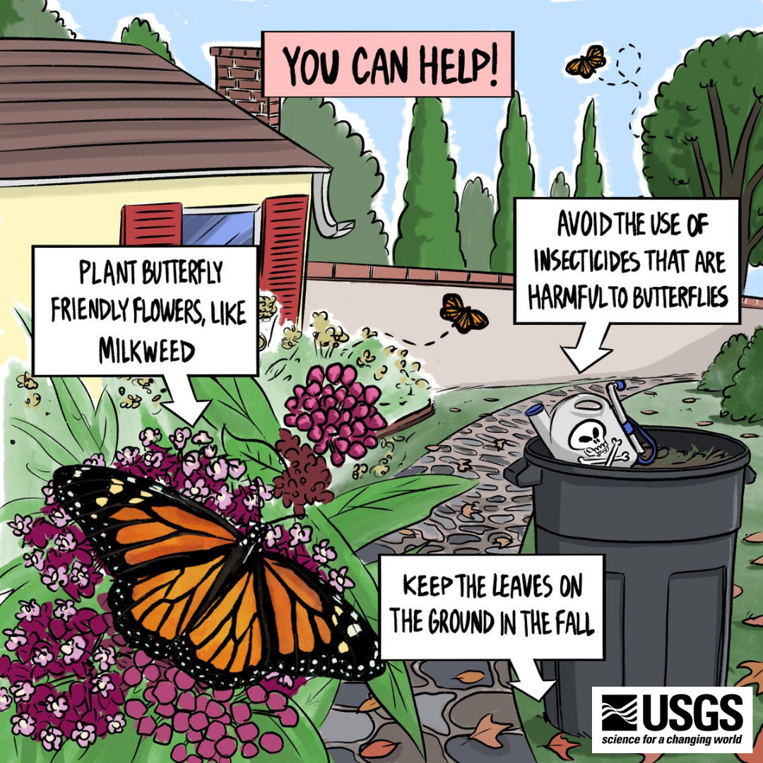 Image showing how we can help butterflies by planting native plants, limiting insecticides, and keeping leaves on the ground.