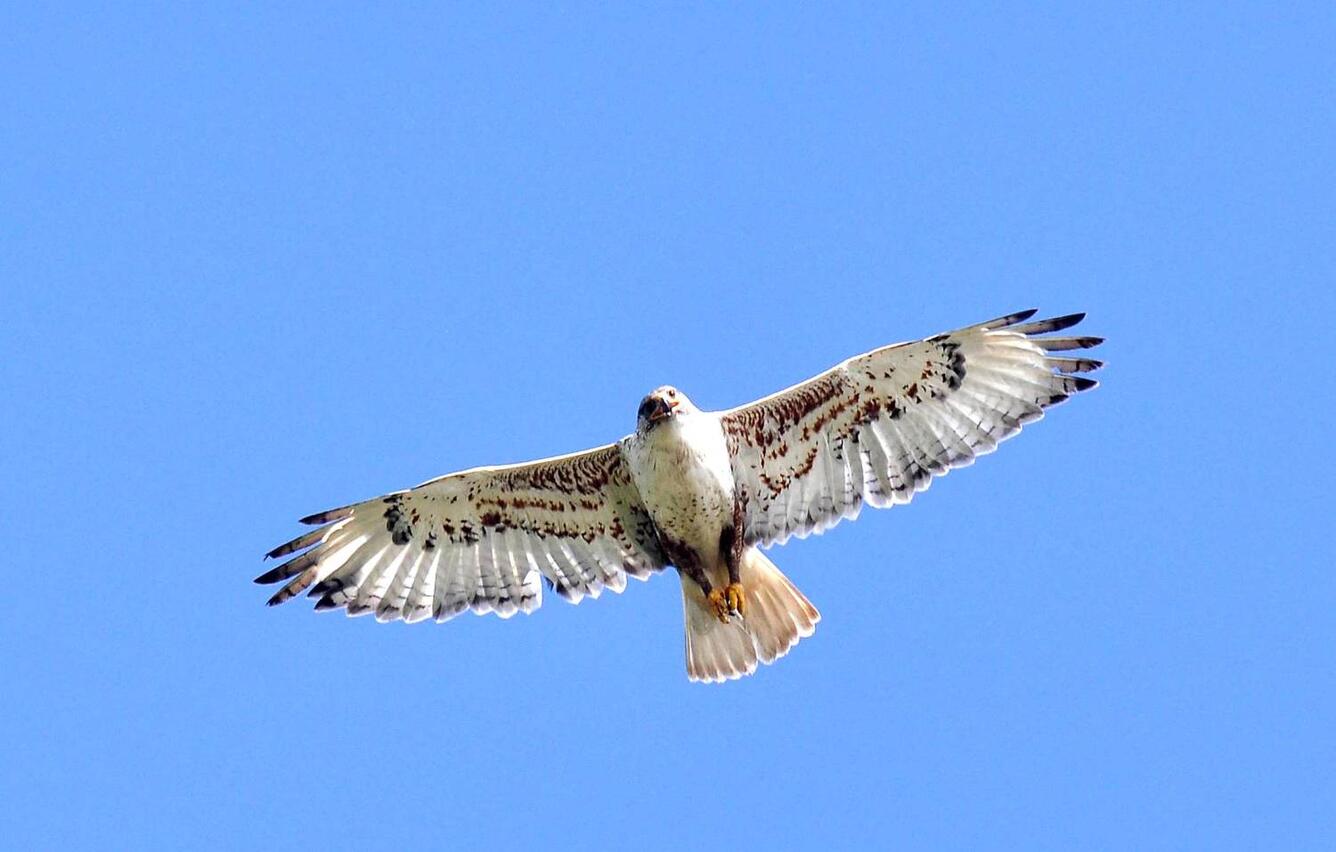 a mostly white hawk with brown speckled feathers soaring and looking downward blue sky in background