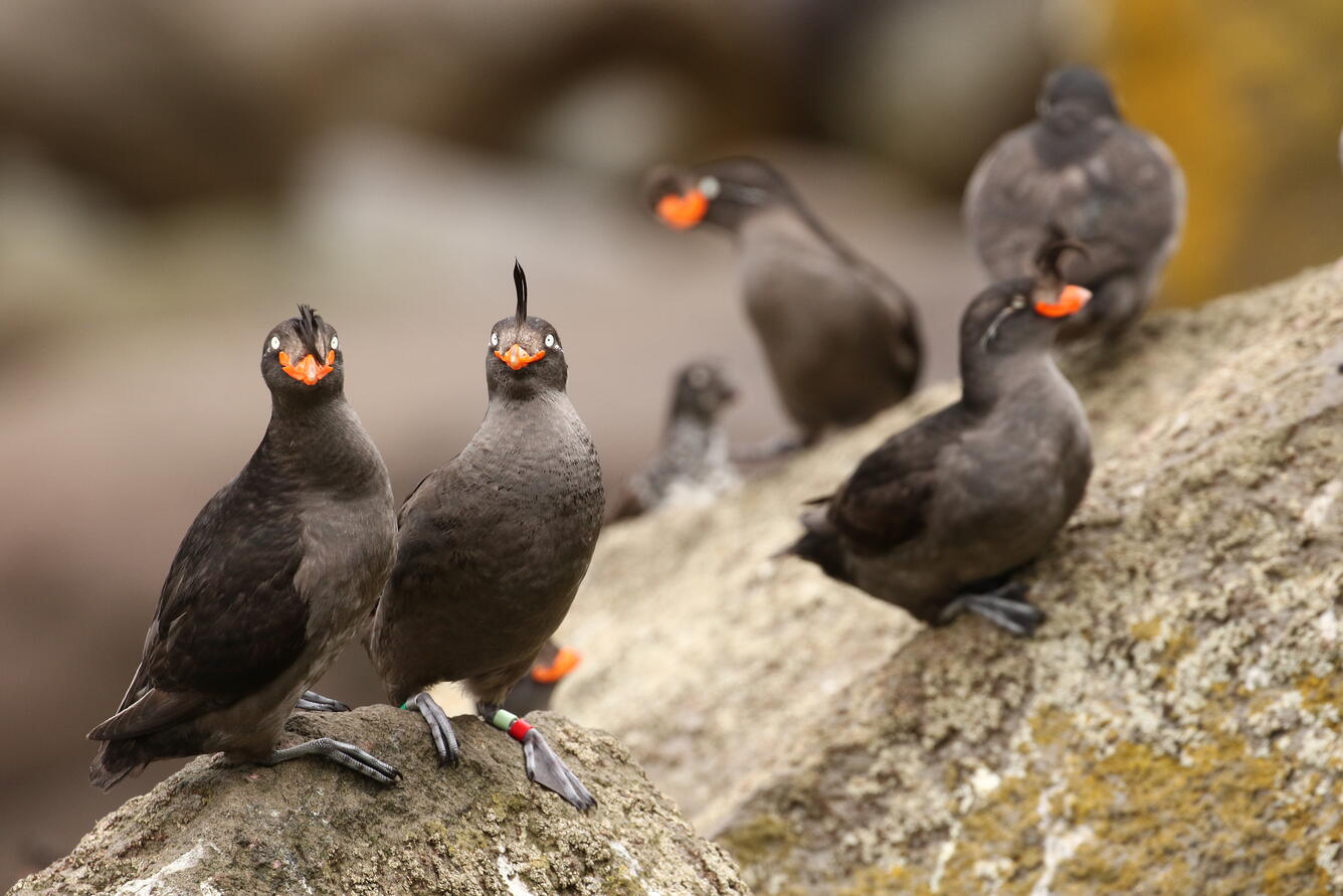 round black birds sit amongst rocks, they all have a large feathered crest on the top of their heads 