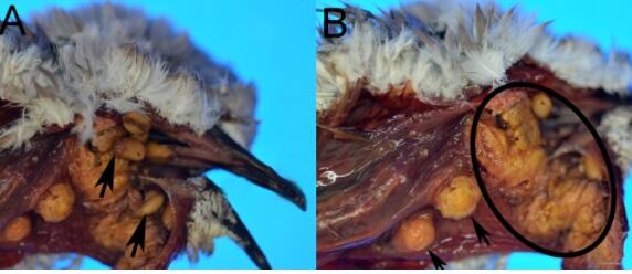 Trichomonosis in a Eurasian Collared-Dove