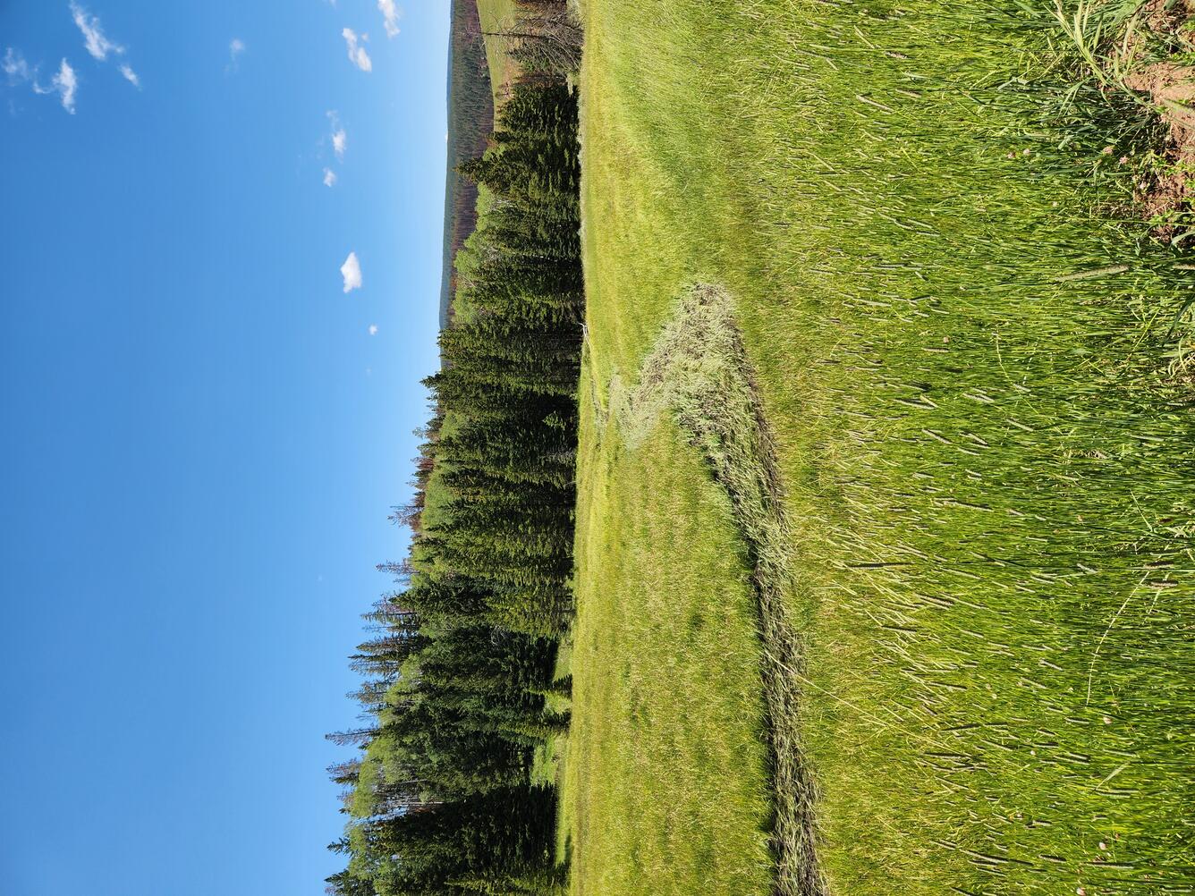 path made by flowing water in a green meadow with pine trees in the background