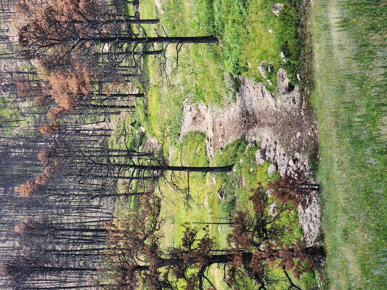sediment filled channel in a meadow filled with burned trees