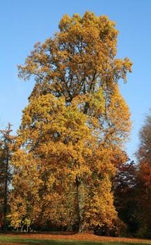 This image shows a tulip poplar tree during the fall season.  