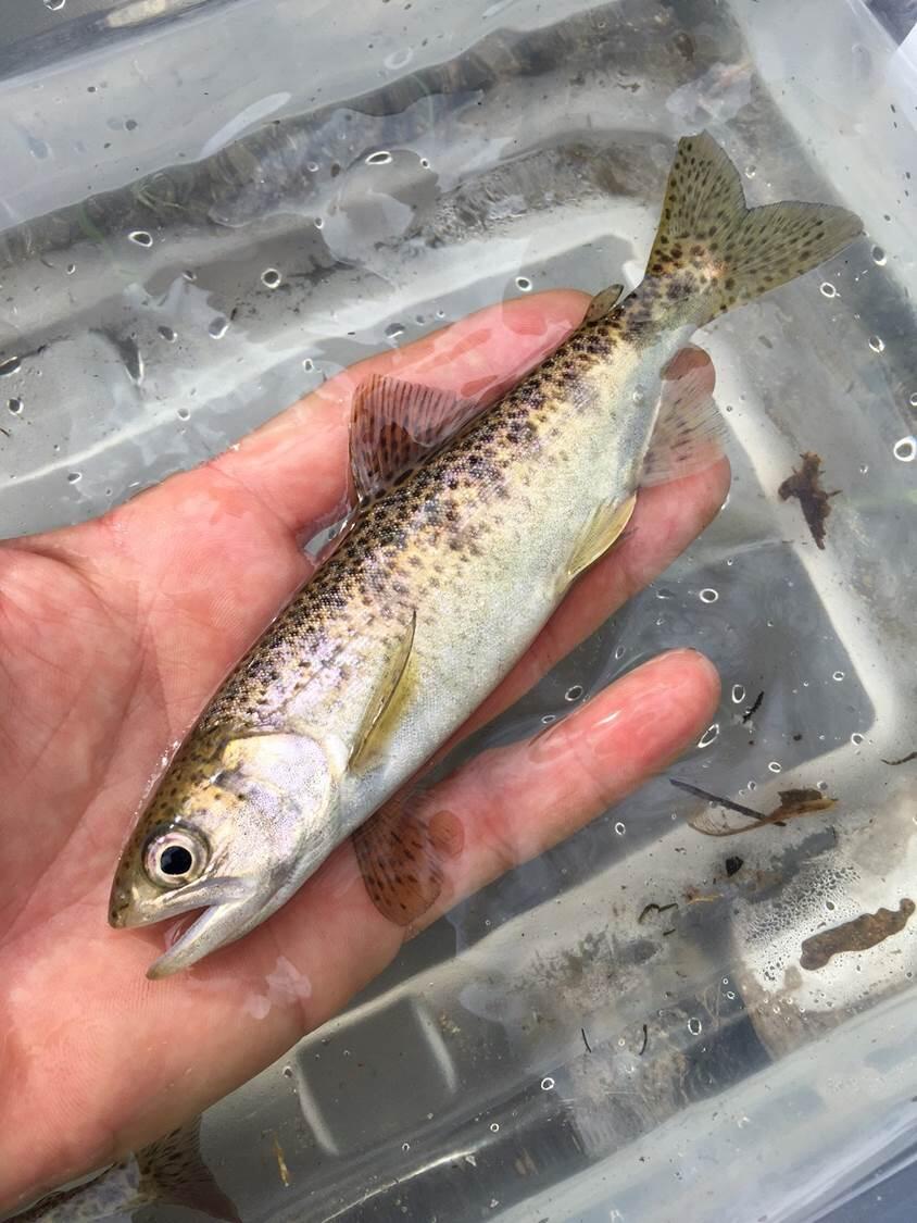 a hand holding an approximately hand-length salmon over a clear plastic tub full of water