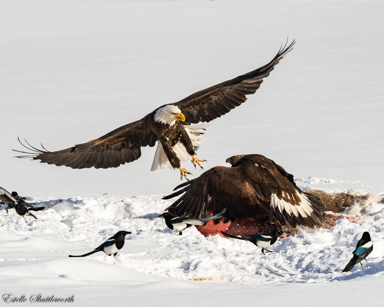 A golden eagle covers a carcass with its wings while a bald eagle flies in. Magpies walk around the eagles in the snow.