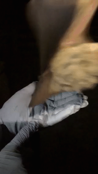 A gloved finger gently moves toward a small bat, lying wings folded on a gloved hand, prompting the bat to fly away.
