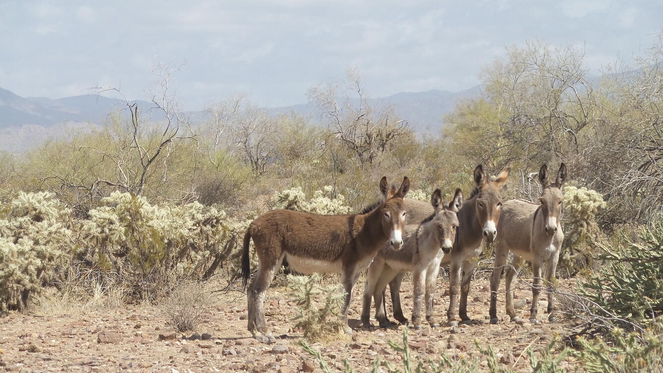 four donkeys stare into the camera. Desert in the background.