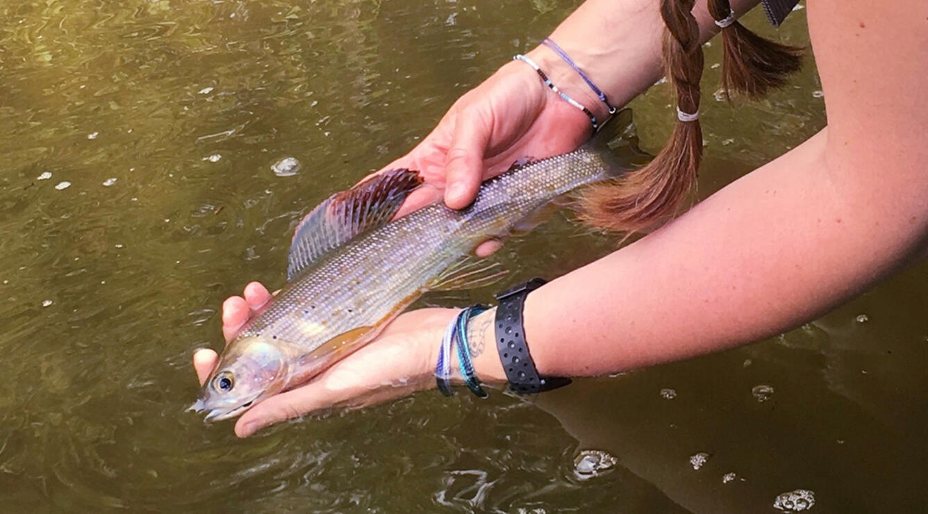 Researcher's hands holding a fish in a stream