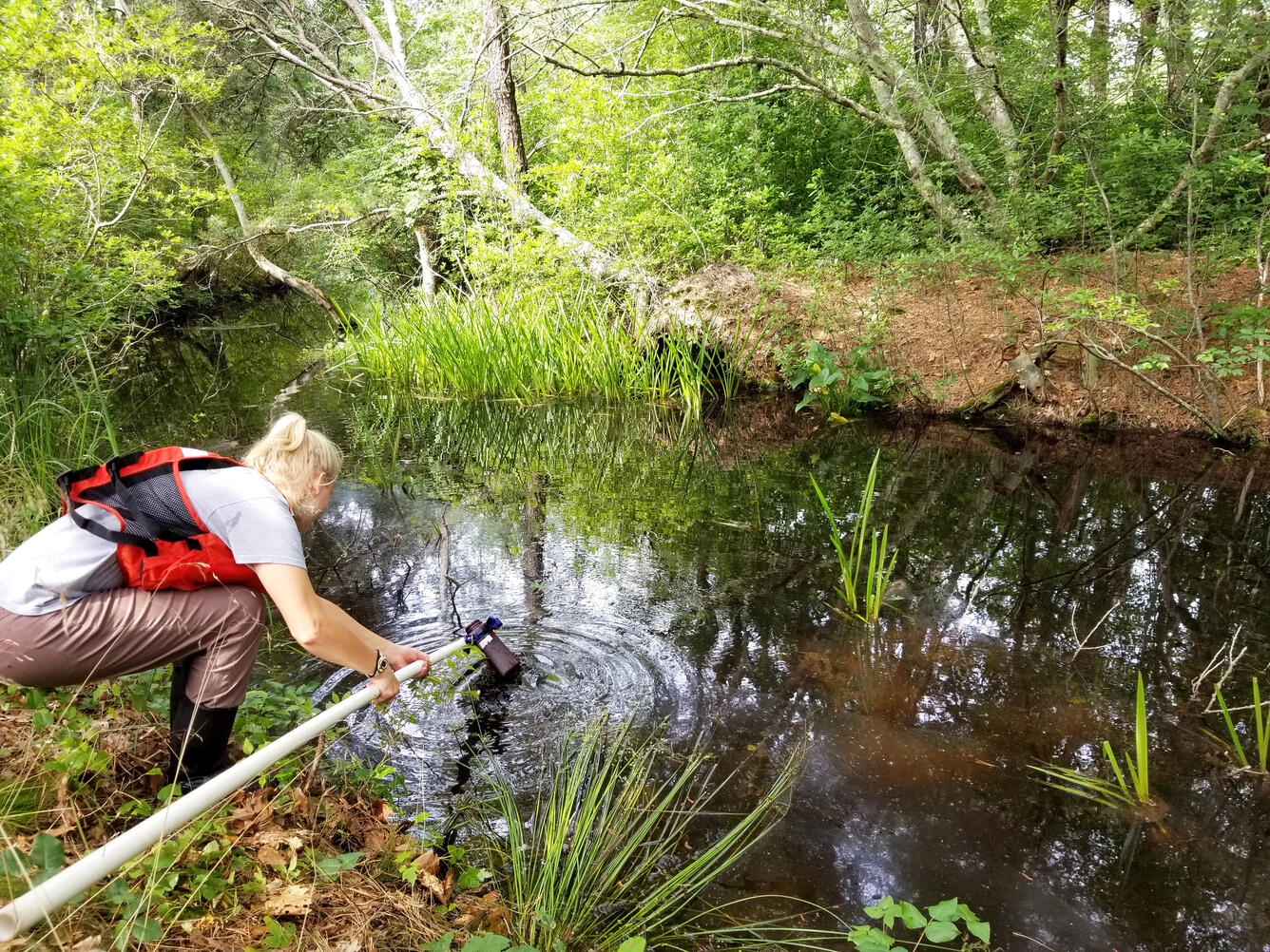 Water quality sample collection at Station 20, Herring River at Route 6 in Wellfleet, Massachusetts