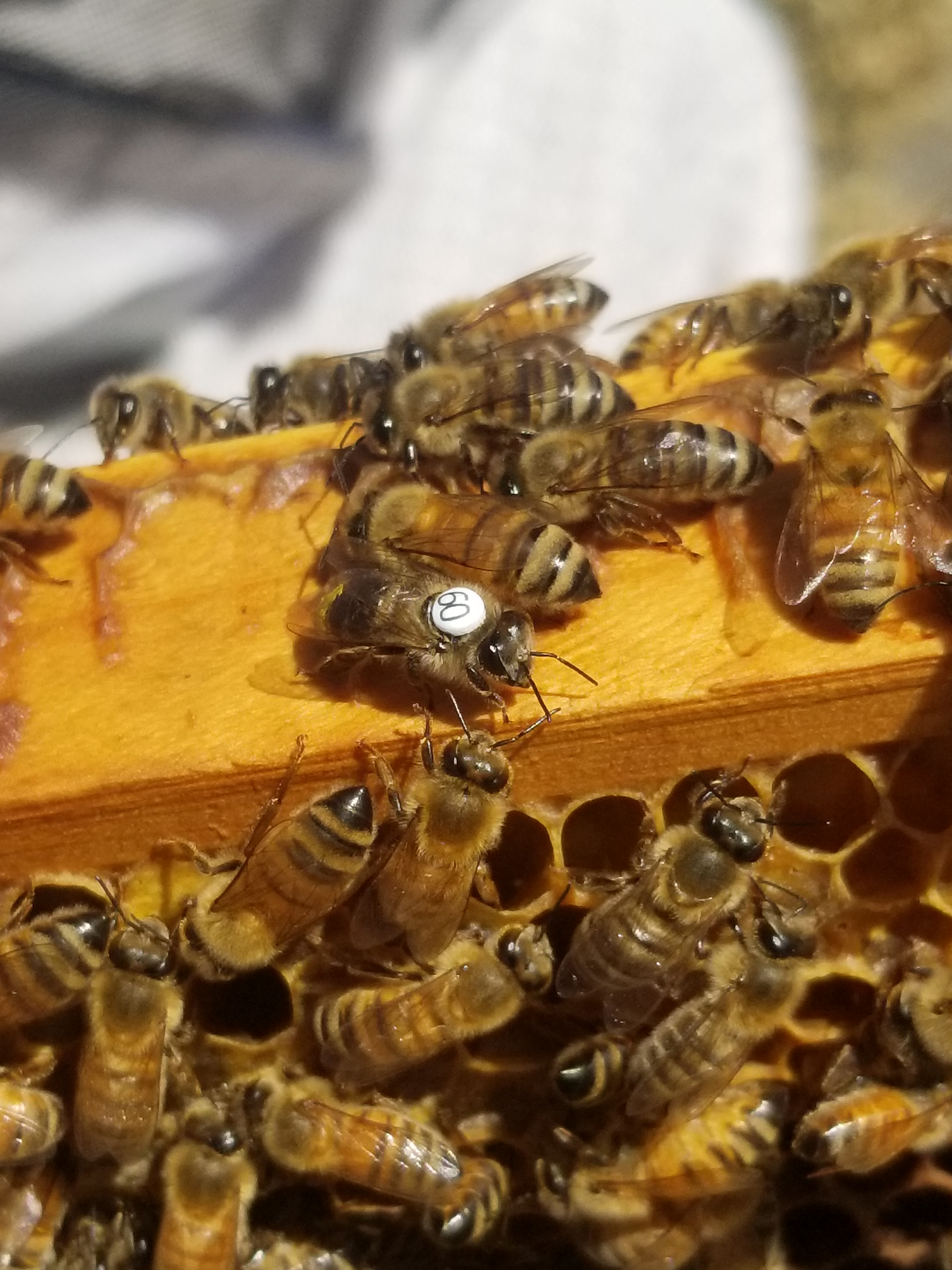 Bee marked with tag white 60 on hive frame