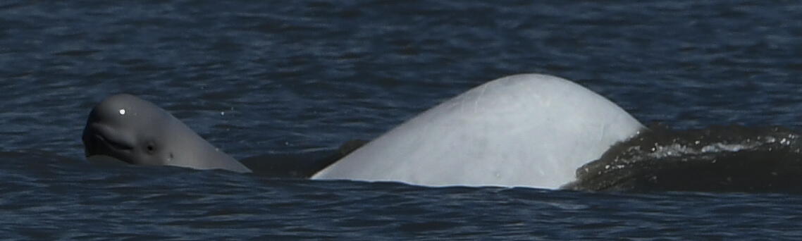 A Cook Inlet beluga whale calf (grey) pops its head out of the water next to its mother (white) in Cook Inlet, Alaska.