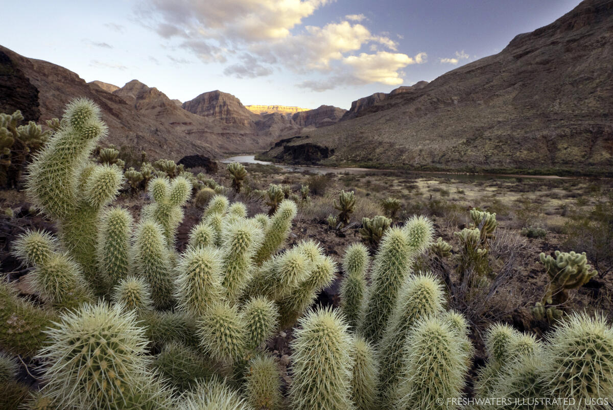 A landscape with a cluster of cholla cacti in the foreground and the Colorado River in Grand Canyon in the distance