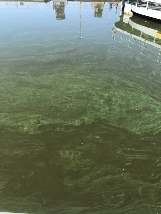 Harmful Algal Bloom at Starved Rock Lock and Dam 