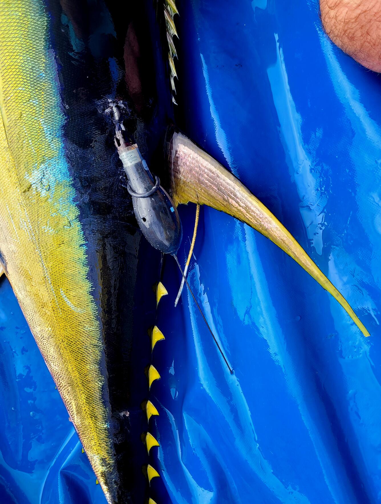 Close up on a Yellowfin Tuna with a Wildlife Satellite pop-up Tag attached