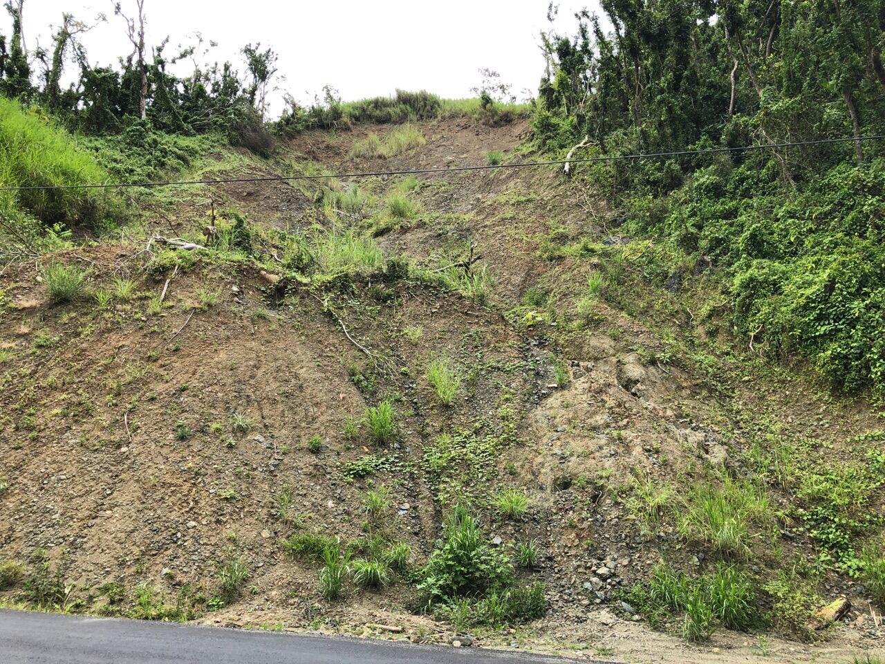 Shrubs, trees, and grasses on dirt hillslope