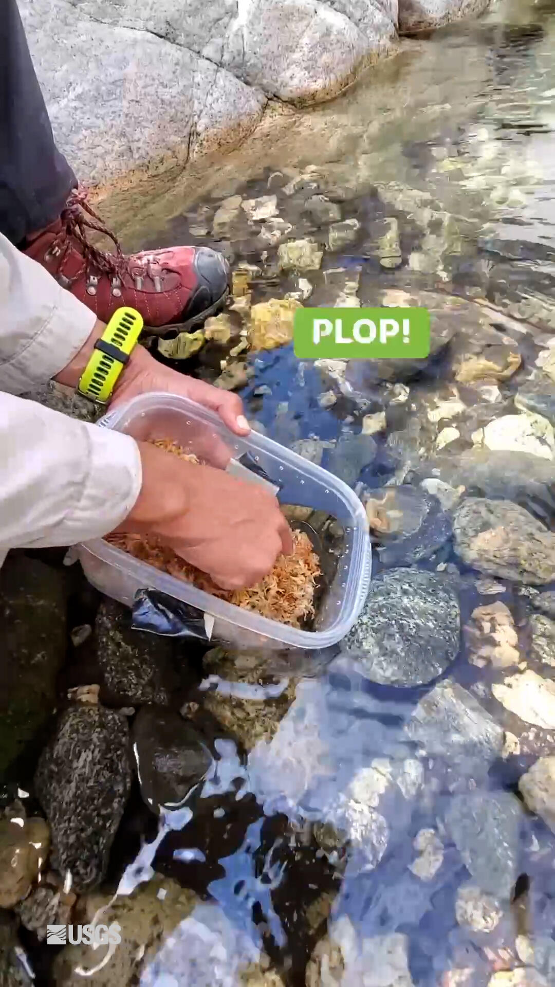 A tiny frog hopping out of a container held by a scientist into a stream, with screen text that says "Plop"