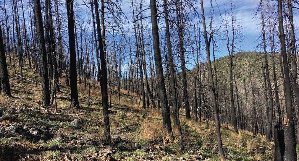 burnt trees and sparse vegetation on hillslope