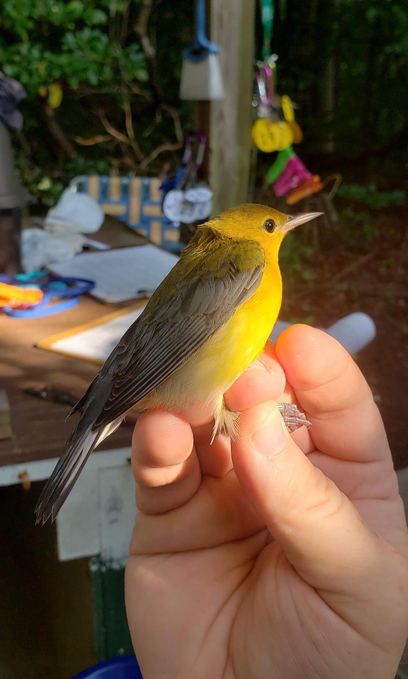 A bright yellow bird, with a blueish-gray back, held in the hand 