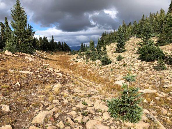 Pine trees surrounded by rocks on ground