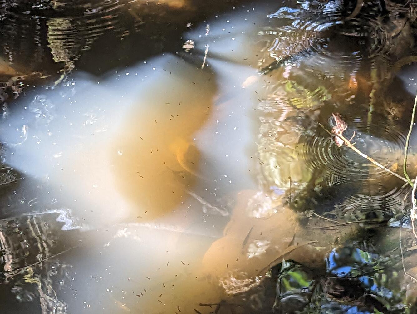 Murky water in a pig wallow with tiny mosquito larvae visible