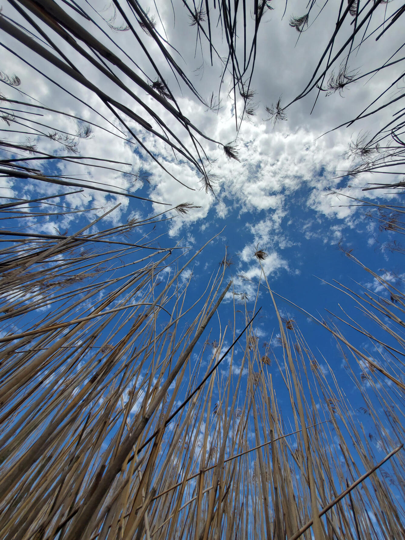 Stems of the invasive species Phragmites australis seen from below looking toward the blue sky