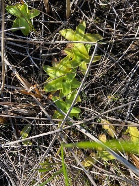 Carnivorous Butterwort