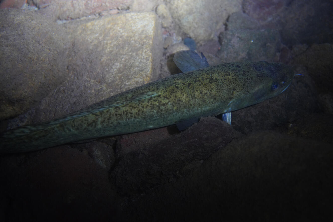 A burbot in Lake Superior at night