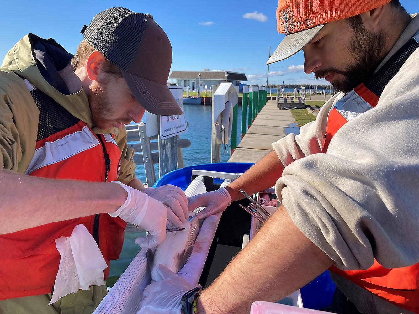 Researchers implanting an acoustic tag in a lake whitefish