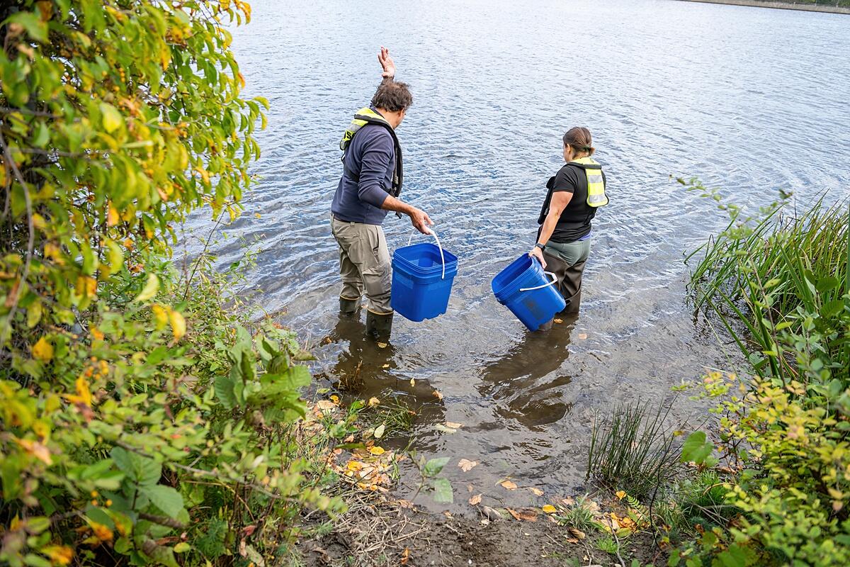 A male and female scientist both wearing lifejackets and carrying blue buckets stand in a river to release fish.