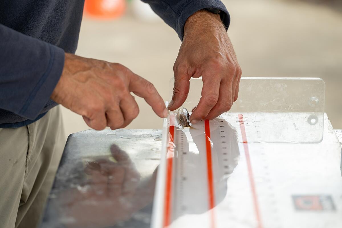 A male scientists measures a small silver fsh on a clear ruler with red markings. 