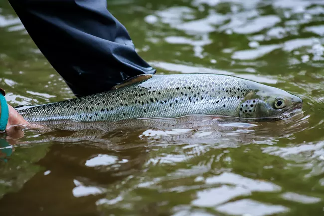 An Atlantic Salmon is held above green water by someone and about to be released.