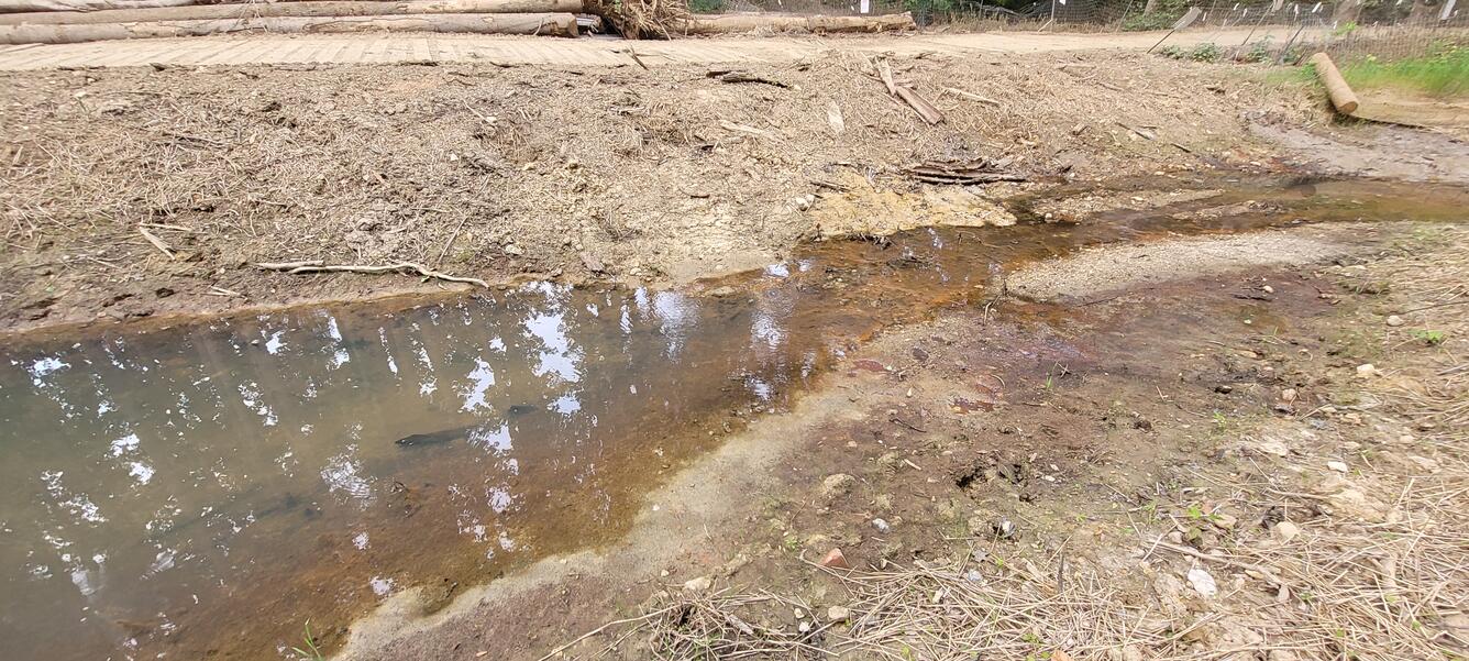 Photograph of a Stream beside deforested woods Rabbit Branch, Fairfax County 