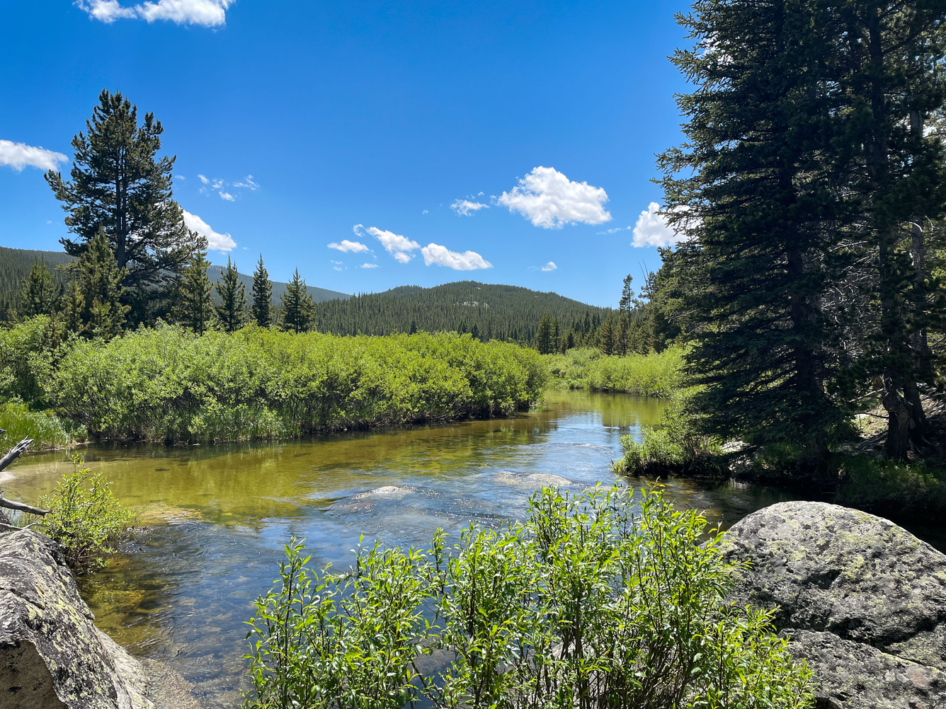View of tongue river during summer with pines and willows surrounding the river 
