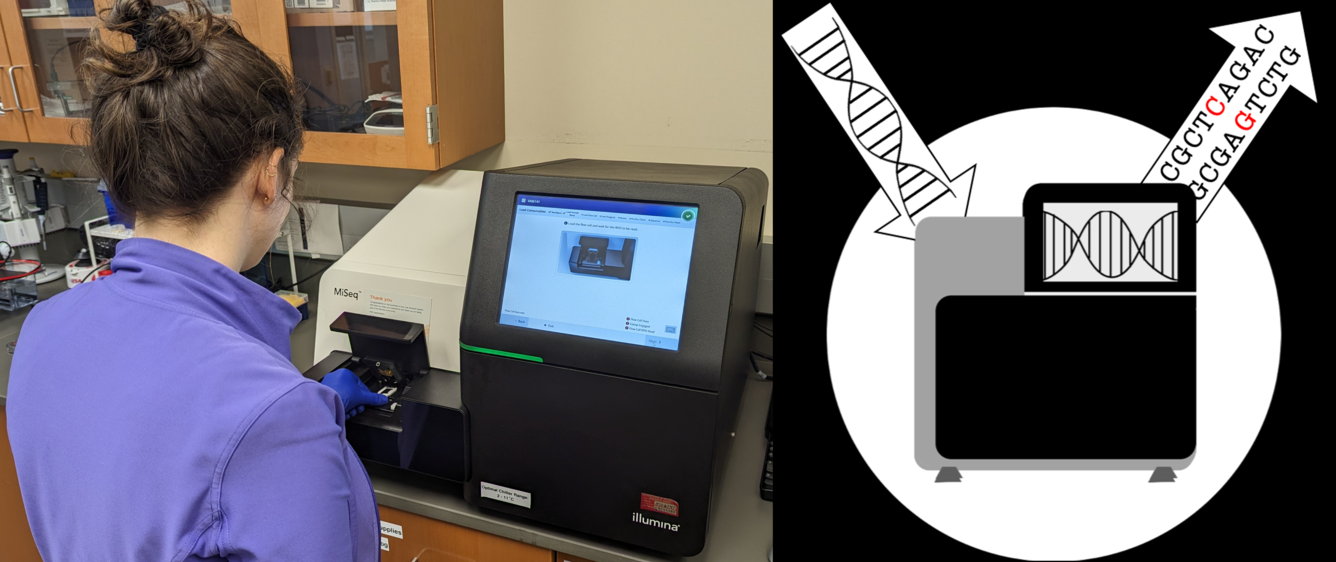 Scientist using a gene sequencer and an infographic of the process