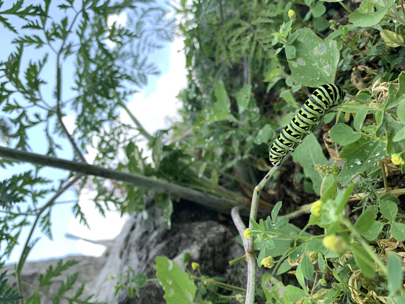 A black swallowtail caterpillar on a twig in Metzger Marsh, Ohio