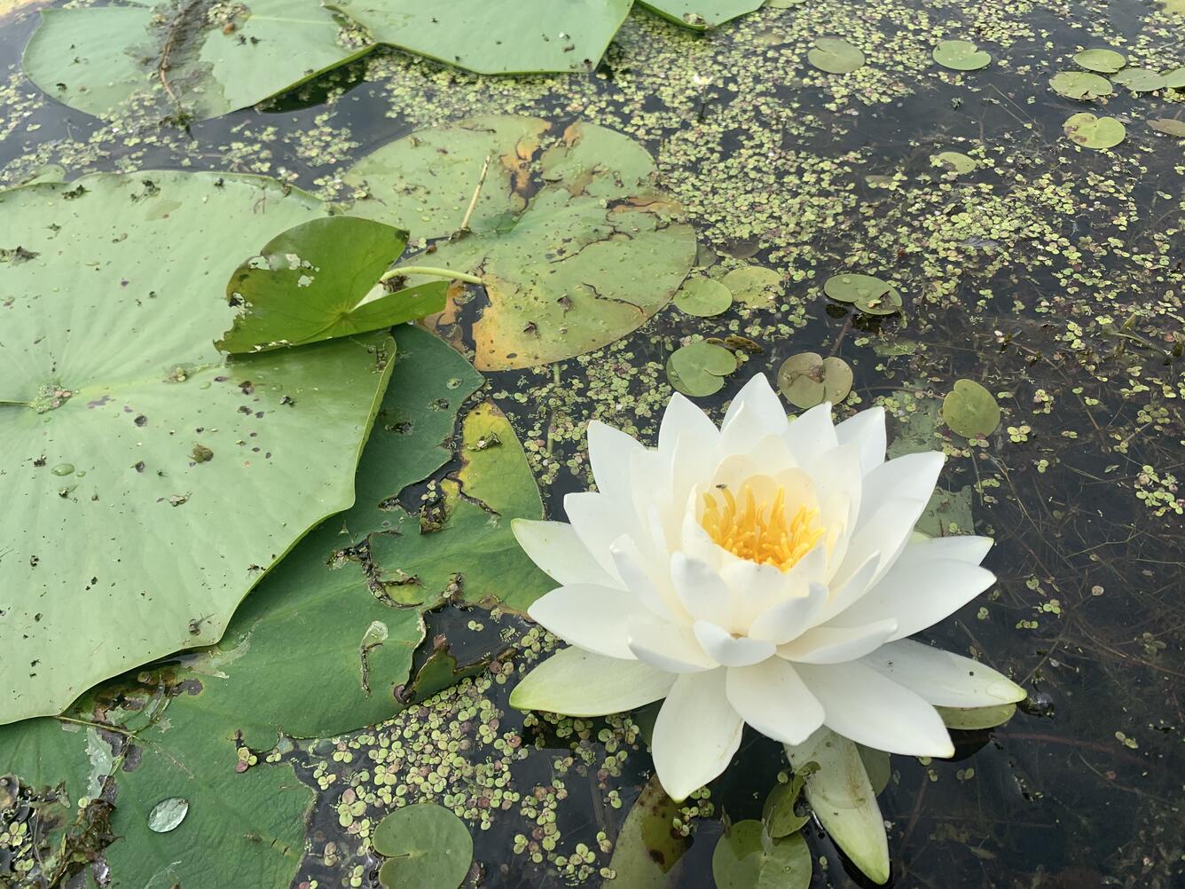 A water lily in bloom floats among other aquatic plants