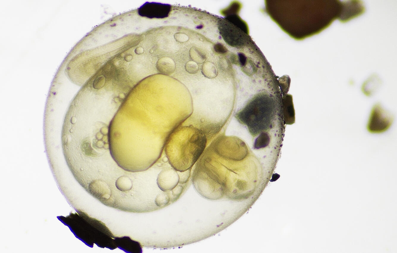 A fish egg with an embryo under a microscope.