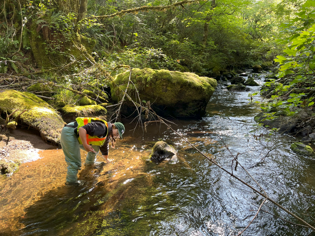 female reaches below river water to grab a rock to measure. Shallow water partly lit by sun, mossy rocks & greenery on banks