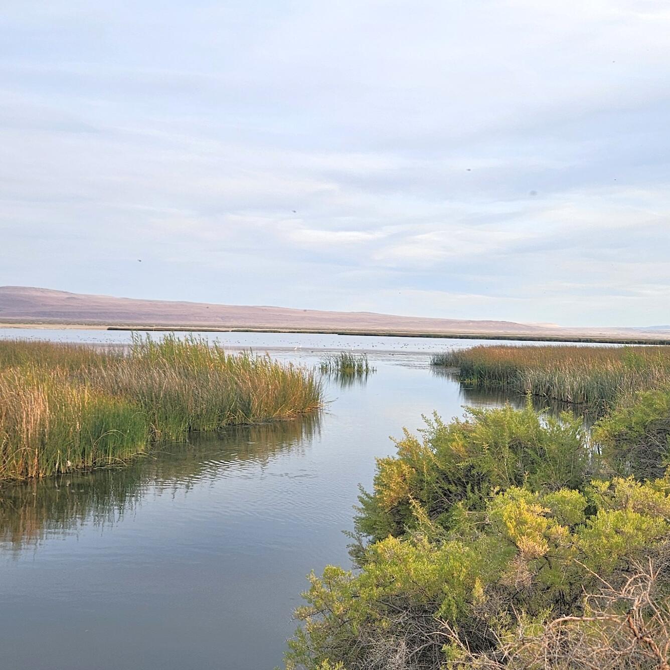 A narrow stream of slow-moving water flows around grasses and brush