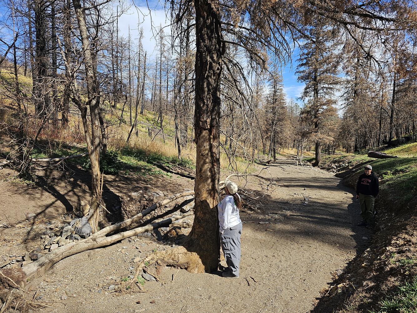 person looks up a tree that sits in a channel surrounded by mud and rocks