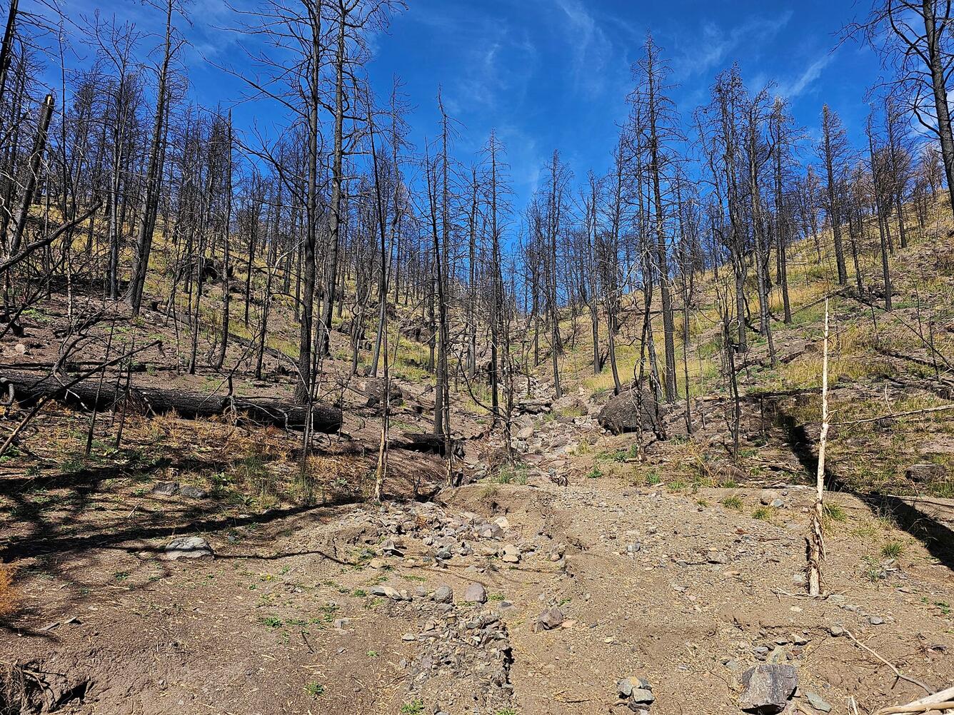 debris fan at the mouth of a canyon and hillslopes covered with burned trees