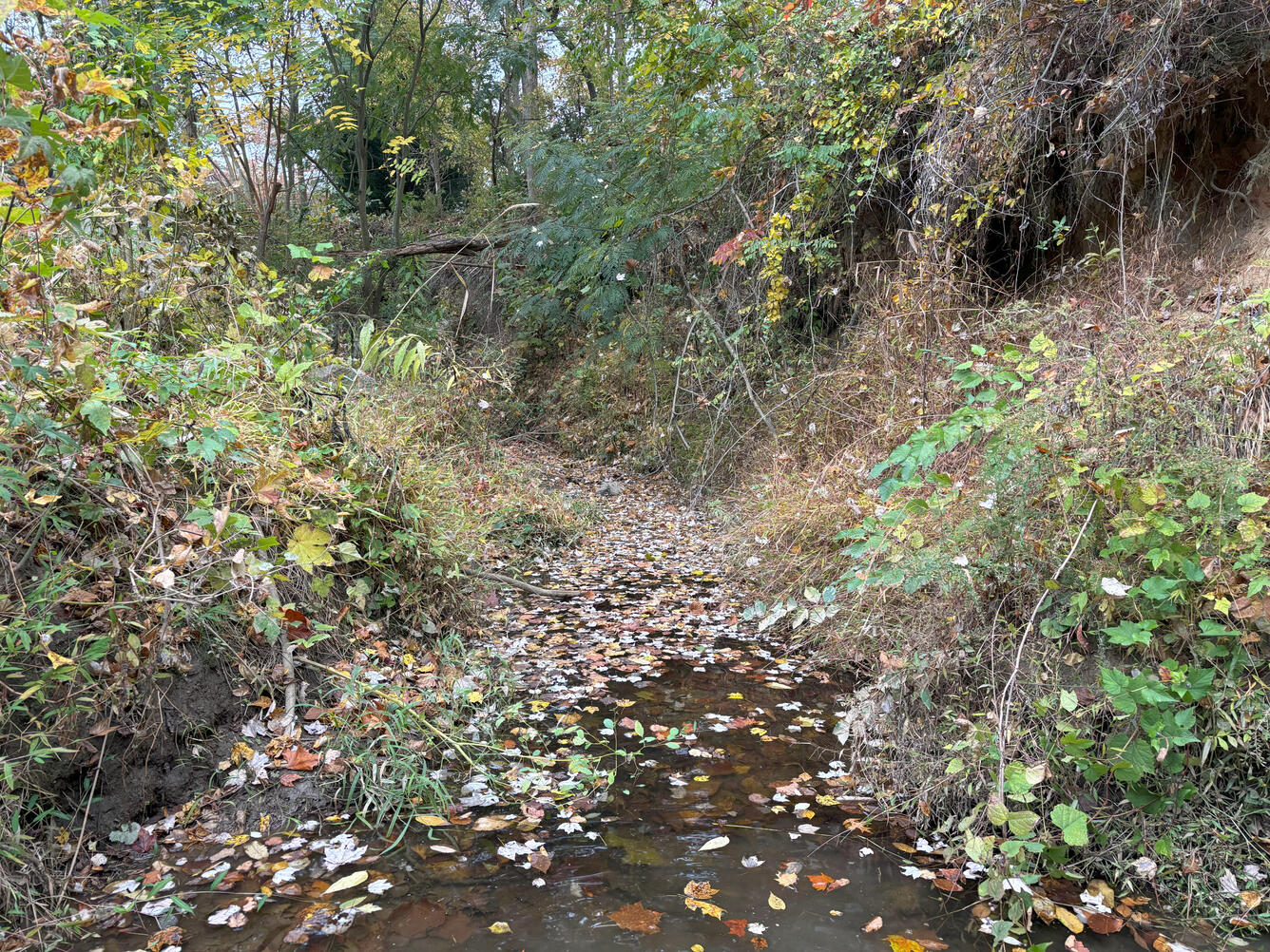 A creek with high, eroded banks. Its surface is covered in autumn leaves.