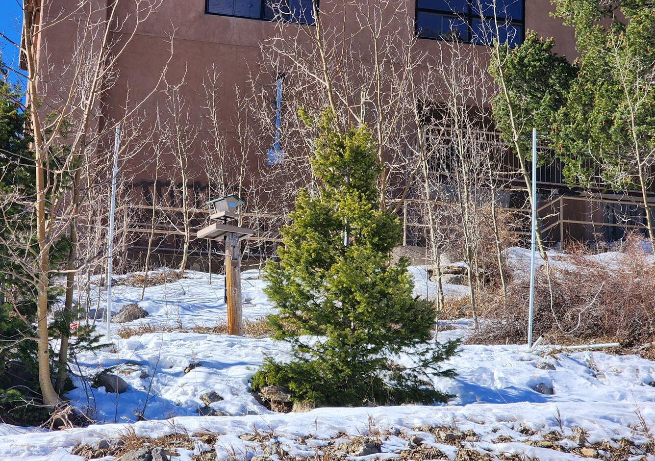 A bird feeder amongst conifers and snow