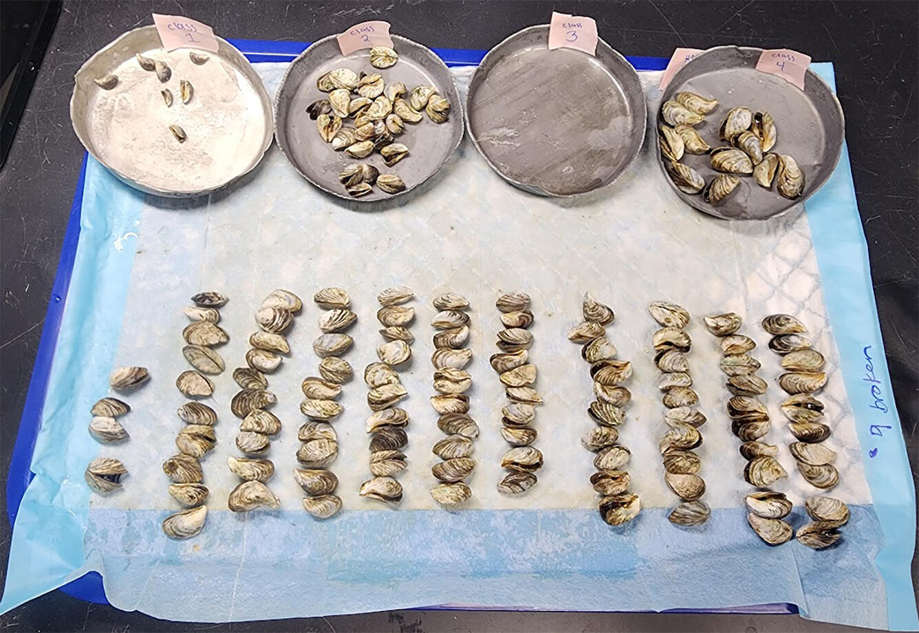 A tray on a table with 4 pans and rows of Dreissenid mussels being sorted by size.