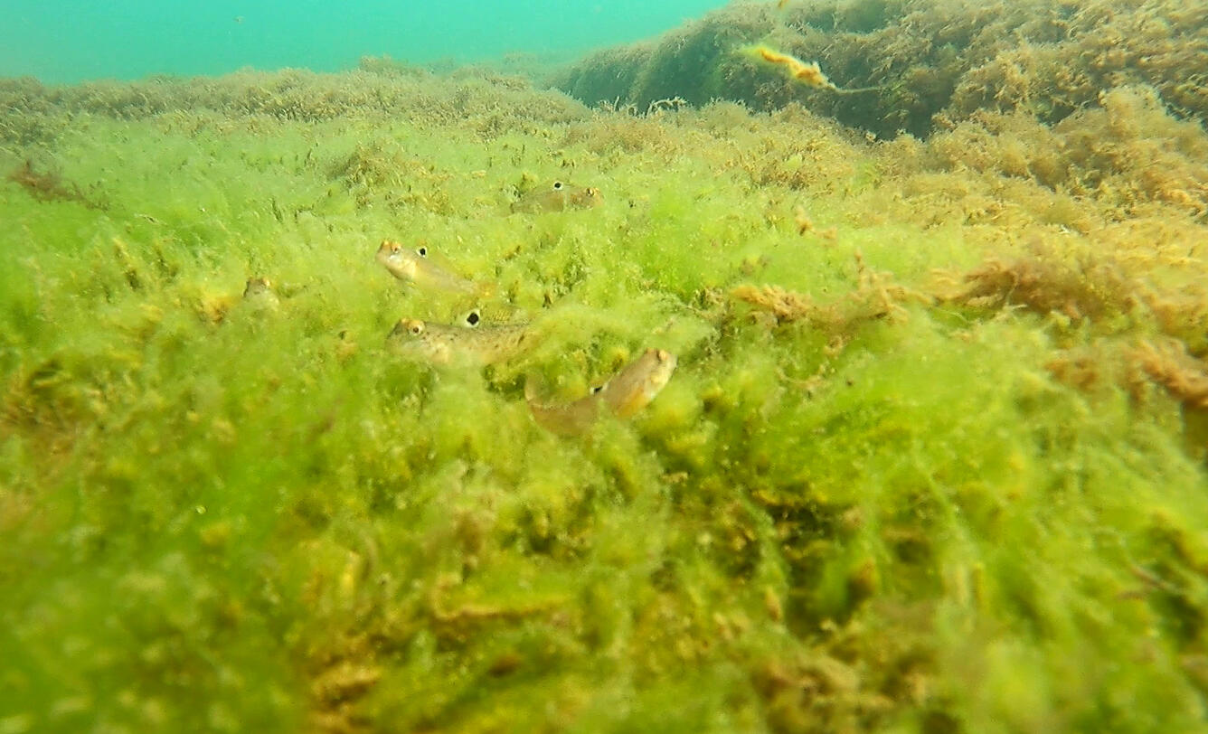 Small gobies hiding a path of bright green algae
