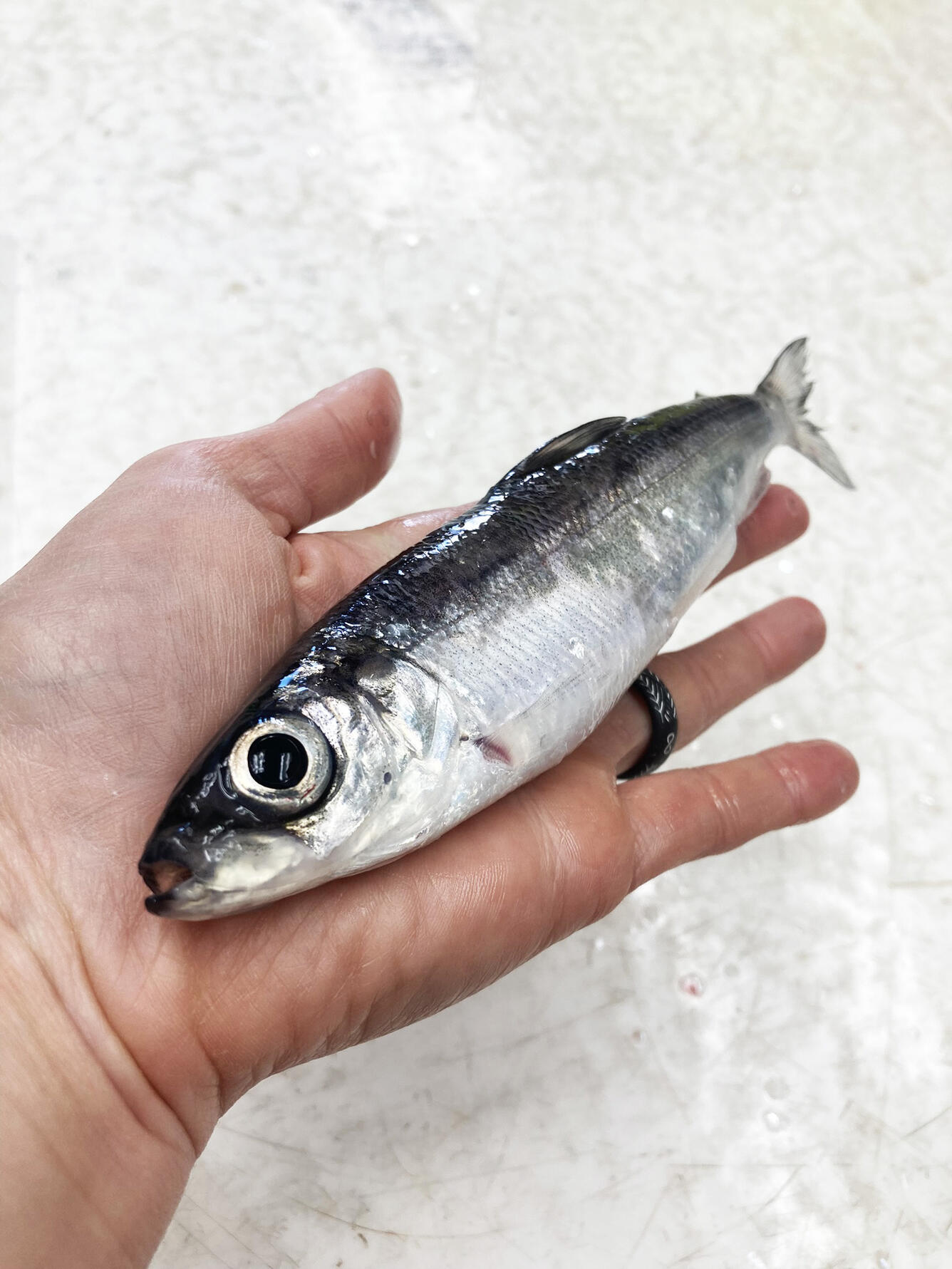 An alewife in a hand